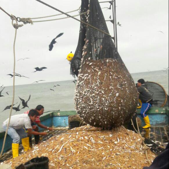 pesca-de-camaron-pomada-en-latinoamerica
