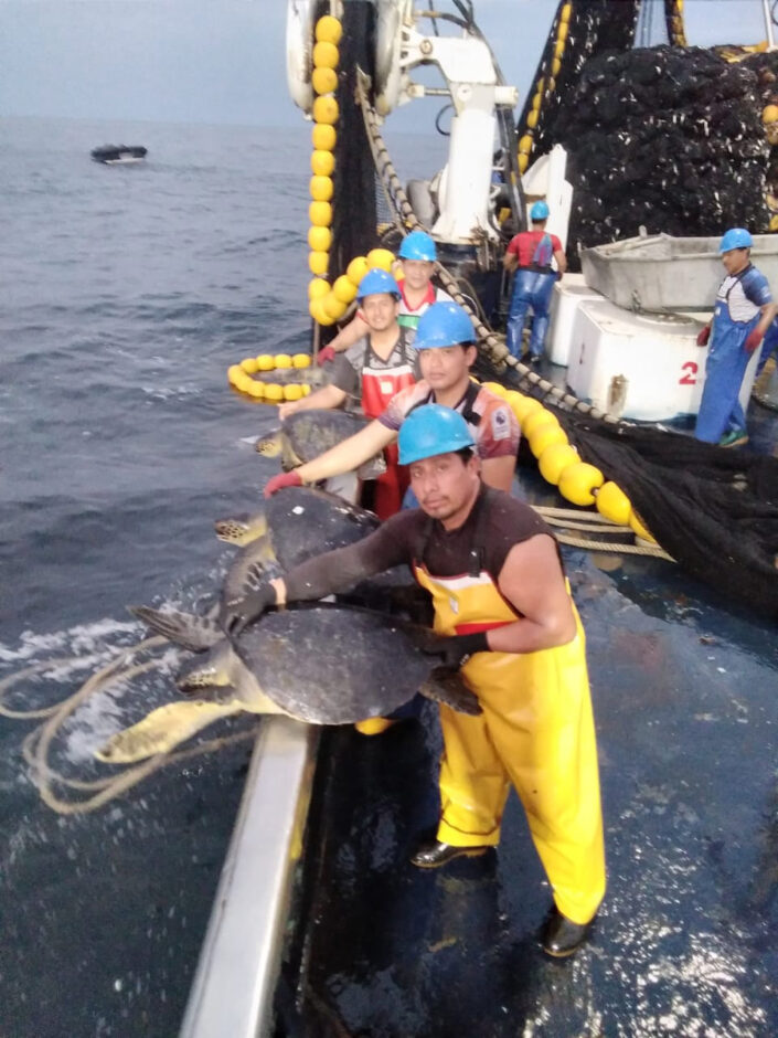 liberacion-de-tortuga-03