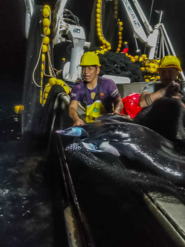 releasing-stingray-in-ecuador