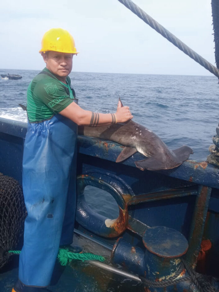shark-released-in-sustainable-fishery-in-ecuador