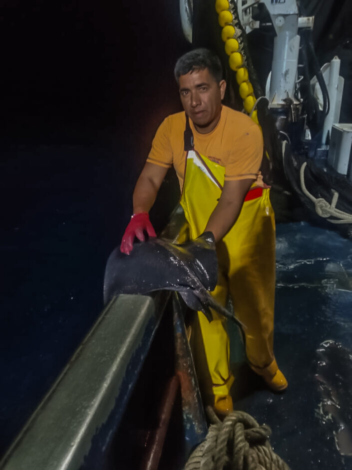sustainable-fichery-in-ecuador-releasing-stingray-to-the-ocean