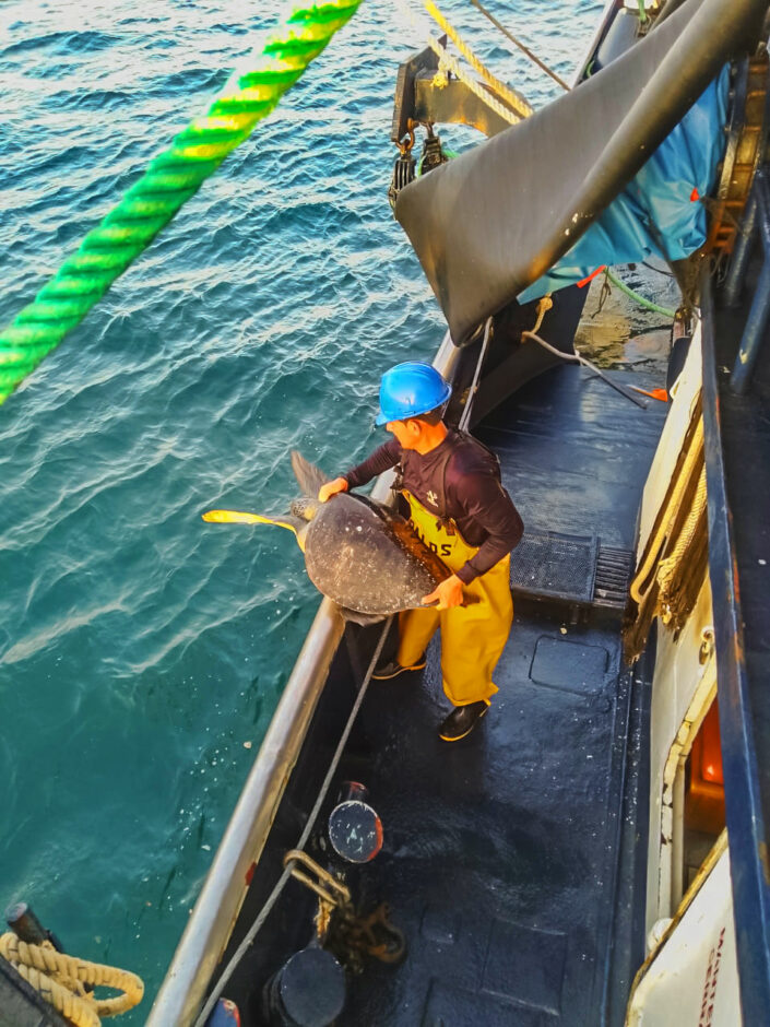 turtle-release-in-a-fishery-boat-in-ecuador