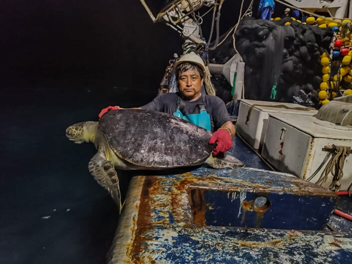 turtle-released-in-sustainable-fishery-ecuador