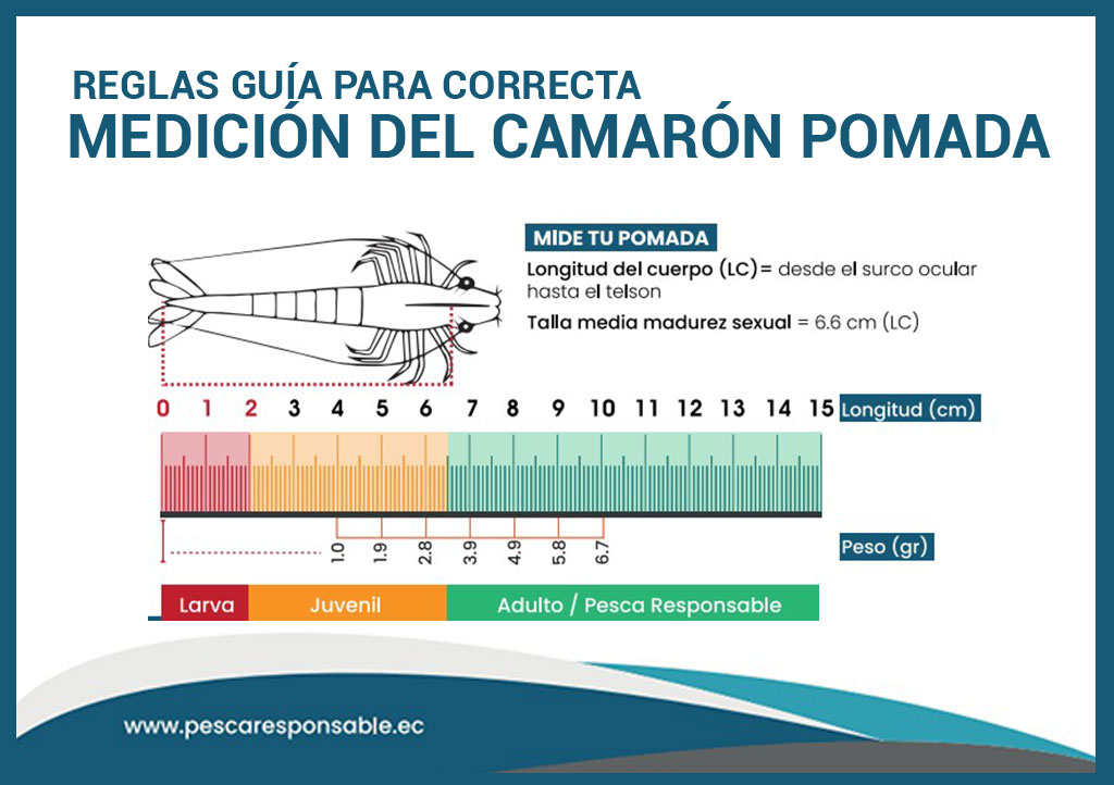 reglas-para-la-correcta-medicion-camaron-titi